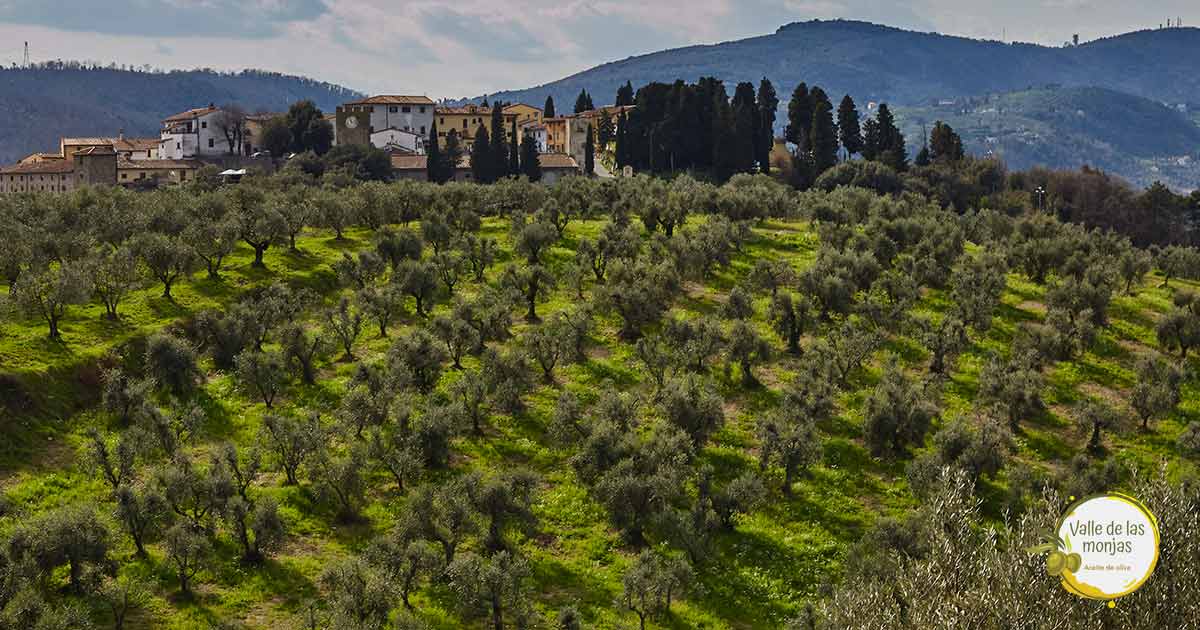 El ingenio de Tales, una anécdota histórica con aceite de oliva